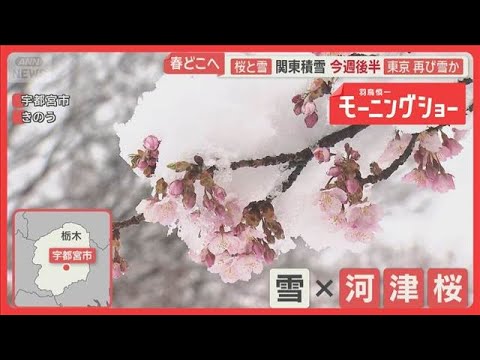 今週後半に東京で再び雪か　春どこへ…雪とサクラ　関東で積雪　季節外れ積雪で事故も【羽鳥慎一モーニングショー】(2026… サムネイル