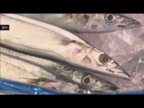 サンマの総漁獲枠5％減　日本提案の10％減ならず　北太平洋漁業委員会(2026年4月17日) サムネイル