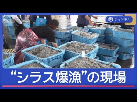 漁師も驚き「今年は爆漁」旬のシラスが“豊漁ラッシュ”いつまで続く？【スーパーJチャンネル】(2026年5月27日) サムネイル