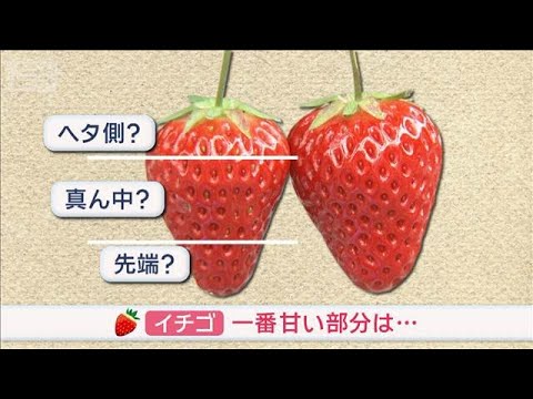 旬のイチゴ　一番甘いのドコ？　先端？ 真ん中？ ヘタ側？【スーパーJチャンネル】(2026年1月12日) サムネイル