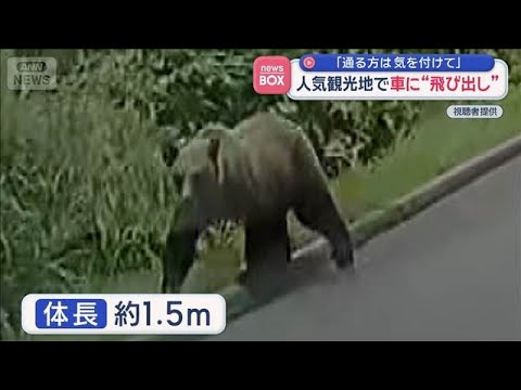 北海道・中山峠でクマが車前に出没 「通行時は注意」【スーパーJチャンネル】