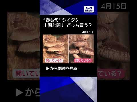 【ニュース】“春も旬”シイタケ　カサが開いてるor閉じてる　どっち買う？【スーパーJチャンネル】(2026年4月15日… サムネイル
