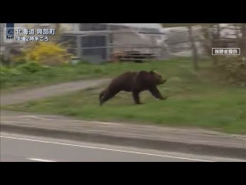 北海道・国道沿いに“2mヒグマ”出没　今後“繁殖期”で行動活発化に警戒【報道ステーション】(2026年5月11日) サムネイル