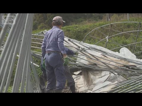 突風か ビニールハウス17棟が倒壊 サツマイモやソラマメに被害 鹿児島・枕崎市【スーパーJチャンネル】(2026年3月… サムネイル