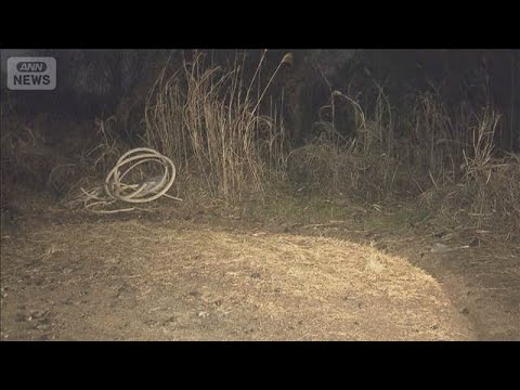 羽田強盗未遂事件　神奈川・厚木市の河川敷で“逃走車”発見【スーパーJチャンネル】(2026年2月2日) サムネイル