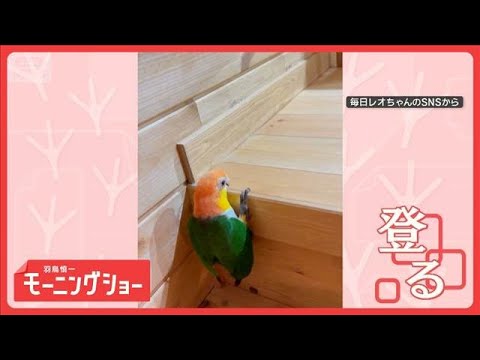 運動不足解消？　くちばしと脚で登り降りするシロハラインコさん　なぜ飛ばないの？【羽鳥慎一モーニングショー】(2026年… サムネイル