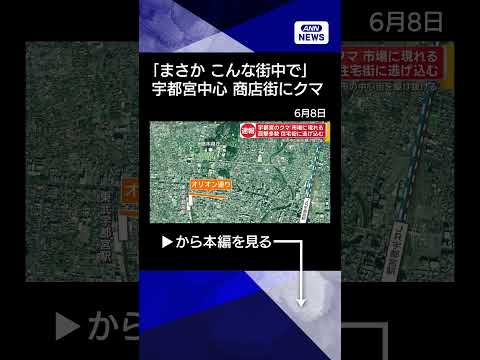 【ニュース】宇都宮中心部でクマ目撃情報相次ぐ　商店街駆け抜ける姿が防犯カメラにshorts