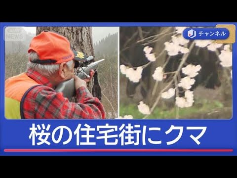 桜の住宅街で“緊急事態”　クマ「保護から管理」でどう変わる？【スーパーJチャンネル】(2026年4月7日) サムネイル