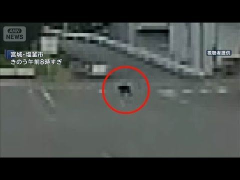 【スーパーJチャンネル】宮城・塩釜市で漁船に4時間クマ 乗組員3人は無事、姿消して海へ