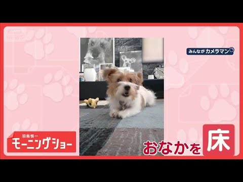 ほふく前進でゴー！！　おなかを床につけて移動するワンちゃん　秘密は…カーペット？【羽鳥慎一モーニングショー】(2026… サムネイル