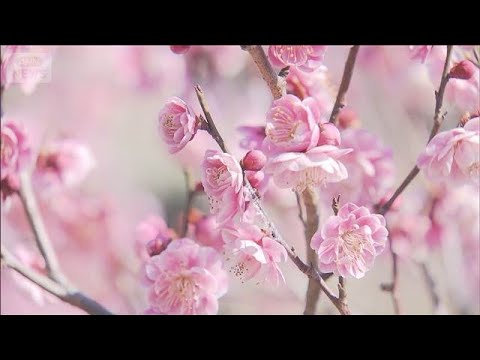 春目前！梅の花が見ごろ　園内に漂う甘い香り　山梨・甲府市(2026年2月21日)