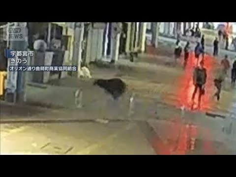 クマが商店街を駆け抜ける　中学校や県庁近くにも出没　宇都宮(2026年6月8日) サムネイル