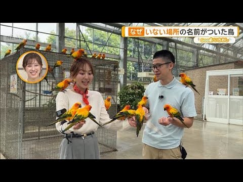 強烈キック、倒れているように寝る…個性派ぞろいの掛川花鳥園【グッド！いちおし】【グッド！モーニング】(2026年6月9… サムネイル
