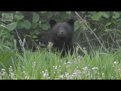 研究者が大学内で自ら撮影　クマが“市街地に続出”なぜ？【スーパーJチャンネル】(2026年5月15日) サムネイル
