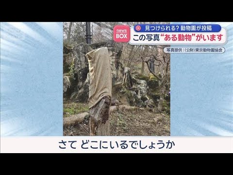 見つけられる？動物園が投稿　この写真の中に“ある動物”がいます【スーパーJチャンネル】(2026年3月6日) サムネイル