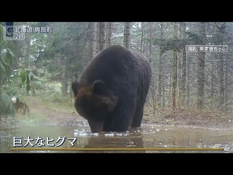 “メタボ”な個体も…GWも各地でクマ出没　秋田県で男性けが【報道ステーション】(2026年5月5日) サムネイル