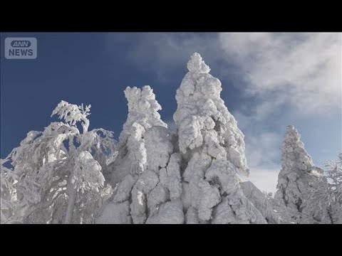今が見頃！冬の絶景“奇跡の彫刻”山形県・蔵王の樹氷 圧巻の『スノーモンスター』(2026年1月18日) サムネイル