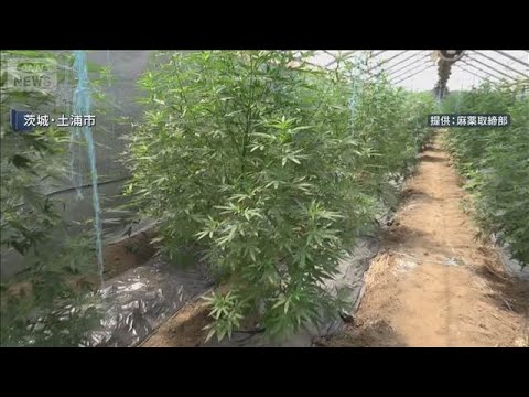 末端価格8億円“大麻ハウス”を摘発【スーパーJチャンネル】(2025年12月23日) サムネイル