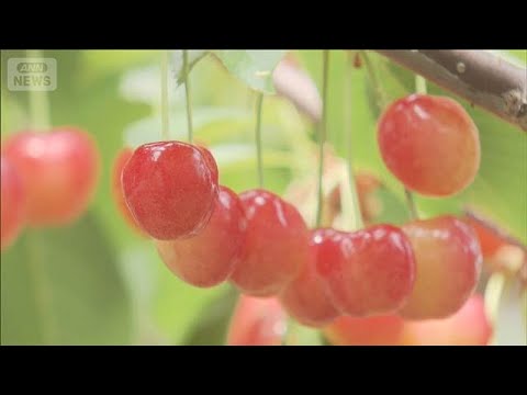 甘酸っぱい初夏の味！　サクランボ狩りシーズン到来　山梨・甲州市(2026年6月7日) サムネイル