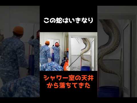 【㊗️10万再生🎉シャワー室から落下した巨大ヘビ】 #shorts #事件 #雑学 サムネイル