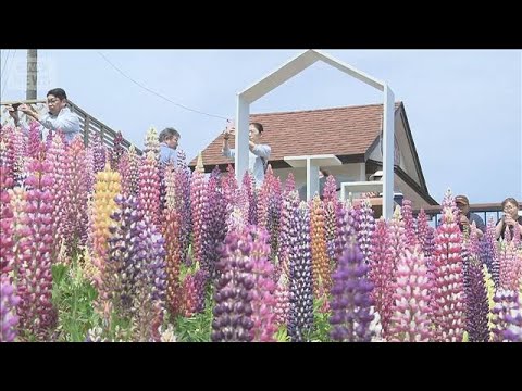 関東各地で例年より早く花の見頃　栃木・鹿沼市のルピナス　茨城・笠間市のつつじ(2026年4月19日) サムネイル
