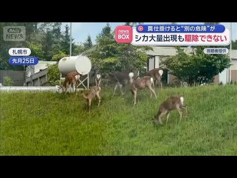 シカ大量出現も　駆除できない　罠仕掛けると“別の危険が”　札幌市【スーパーJチャンネル】(2026年6月3日)