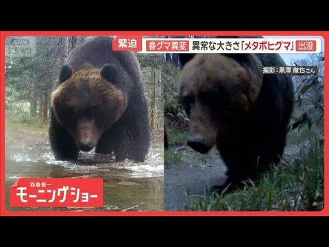春グマの生態に異変　異常な大きさ…北海道では「メタボヒグマ」　秋田では市街地に【羽鳥慎一モーニングショー】(2026年… サムネイル
