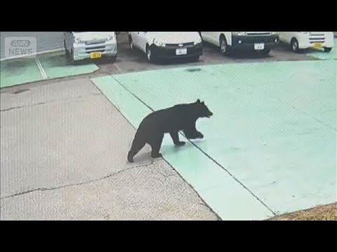 宇都宮市 きょうも小中学校休校　クマ捕獲も2頭目の可能性否定できず(2026年6月10日) サムネイル