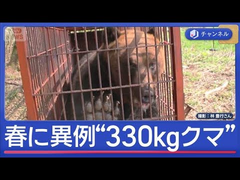 ハンター驚く“春に異例の300kg超クマ” 高齢者施設にもクマ“緊迫一部始終”【スーパーJチャンネル】(2026年4月…