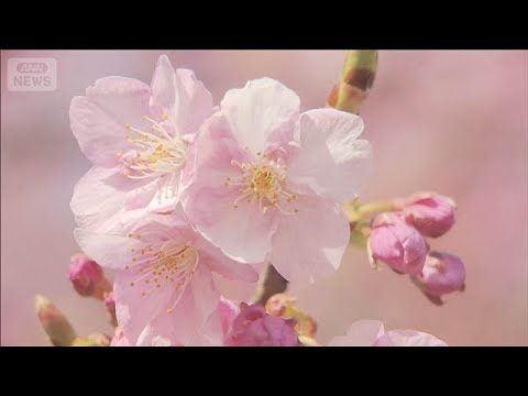 河津桜と富士山の競演　神奈川「松田山ハーブガーデン」で一足早い春の訪れ(2026年2月6日) サムネイル