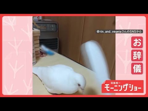 背筋ピーンでお辞儀　律儀なハトさん　お相手は…しゃもじ！　なぜあいさつしてる？【羽鳥慎一モーニングショー】(2026年… サムネイル