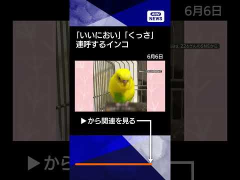【ニュース】「はぁ〜いいにおい〜」「くっさ〜」　連呼するインコさん　言葉の意味を理解してる？ shorts サムネイル