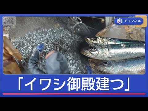 漁師も驚く豊漁ラッシュ「イワシ御殿建つ」　佐渡のマグロも“大漁前倒し”【スーパーJチャンネル】(2026年5月11日) サムネイル