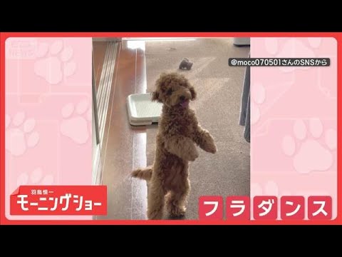 まるでフラダンス！　前脚バタバタ　二足歩行でかわいく踊るワンちゃん【羽鳥慎一モーニングショー】(2026年1月6日) サムネイル