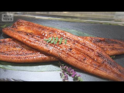 夢の完全養殖ウナギ4860円で販売　脂さっぱり＆やわらかな身　卵30万個から1000匹育つ【もっと知りたい！】【グッド… サムネイル