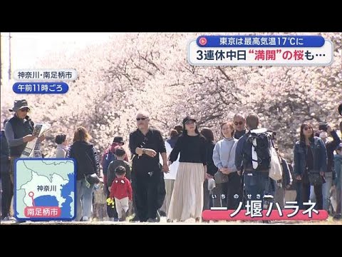 東京は最高気温17℃に　3連休中日は晴天で…桜も開花【スーパーJチャンネル】(2026年3月21日) サムネイル