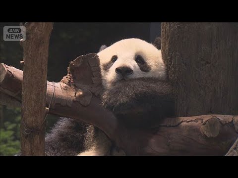 週末の上野　パンダ開演前に3600人の大行列　アメ横は正月食材に客殺到【もっと知りたい！】【グッド！モーニング】(20… サムネイル