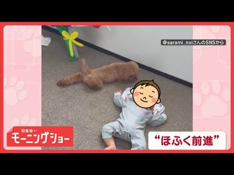 そろ～り接近！ほふく前進するワンちゃん　赤ちゃんを起こさないように気を使ってる？【羽鳥慎一モーニングショー】(2026… サムネイル