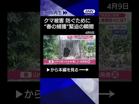 【ニュース】クマ被害なくすには？　「100頭捕獲」春の猟友会に密着shrots サムネイル