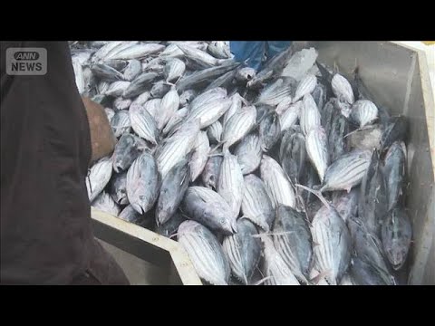 カツオ初水揚げ　初夏の味覚　原油高騰で1カ月遅れ　福島・いわき市【スーパーJチャンネル】(2026年6月15日)