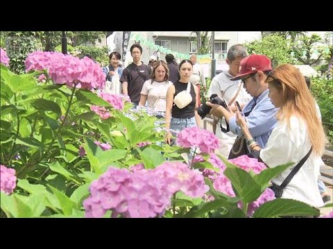 梅雨の季節の彩り「文京あじさいまつり」始まる　見頃を迎え 賑わう(2026年6月7日) サムネイル