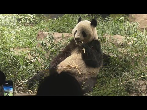 上野の双子パンダが中国到着　日本への渡航自粛要請で見えぬ日中の関係改善【もっと知りたい！】【グッド！モーニング】(20… サムネイル