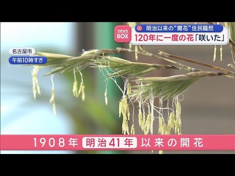 120年に一度の花「咲いた」　明治以来の“開花”住民騒然【スーパーJチャンネル】(2026年5月7日) サムネイル