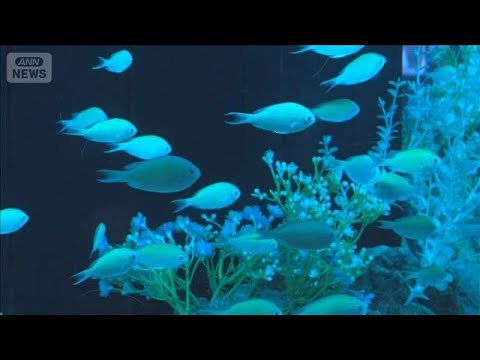 水族館で花と魚のコラボ　赤い歯を持つ水中のドラキュラ？【グッド！いちおし】【グッド！モーニング】(2026年6月4日) サムネイル