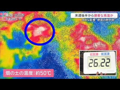 5月後半から顕著な高温の可能性「暑くなるスピード早い」野菜の“熱中症”も深刻【サタデーステーション】(2026年5月9…