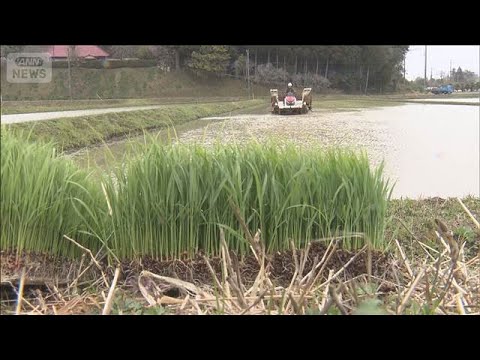燃料費高騰のなか田植え始まる　千葉・いすみ市で極早生品種「五百川」(2026年3月20日) サムネイル