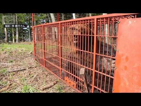 “冬眠明け”でも巨体…体重330kg・体長2m超のヒグマ捕獲【報道ステーション】(2026年4月27日)