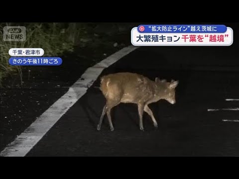 大繁殖キョン　千葉を“越境”　拡大防止ラインの最前線は？【スーパーJチャンネル】(2026年6月10日)
