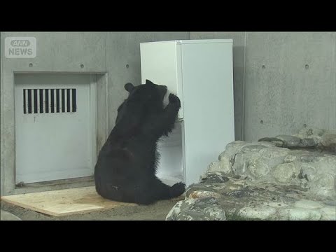 “冷蔵庫開ける”クマまで出没 どれだけ賢い?“クマの知能”を独自検証【サタデーステーション】(2026年7月18日)