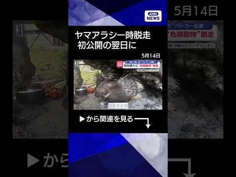 【ニュース】動物園から“危険動物”脱走　“鋭く長い針”パトカー出動 shorts サムネイル
